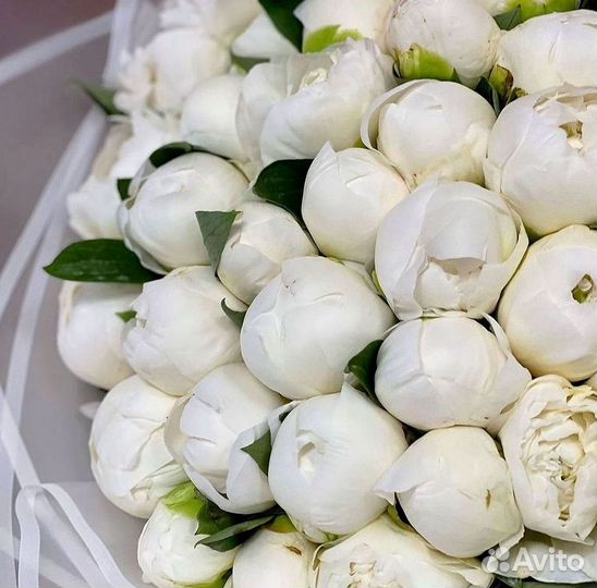 Пионы Букет пионов