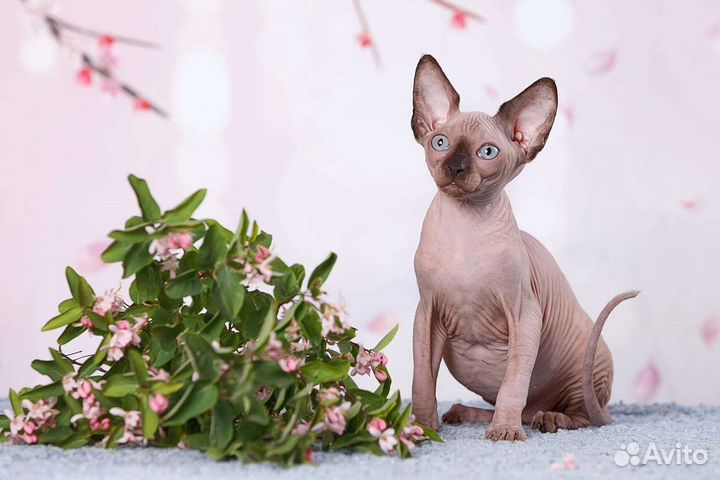 Сфинкс, двэльф, эльф, бамбино