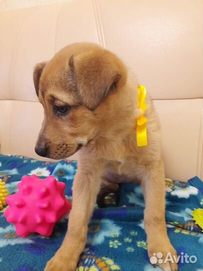 Девочка лапочка