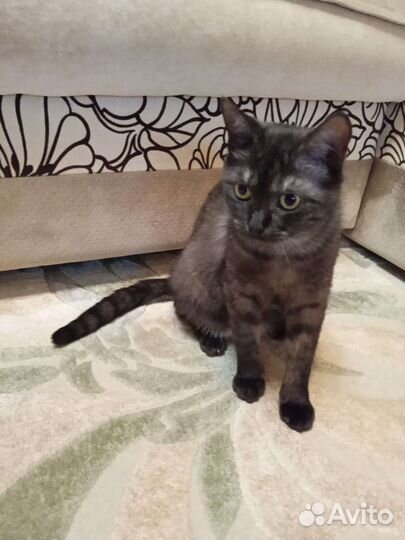 Кошки и котенок в добрые руки