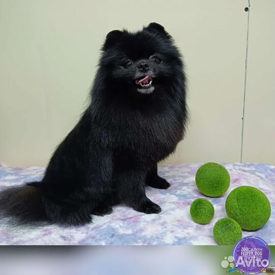 Груминг / стрижка собак и кошек