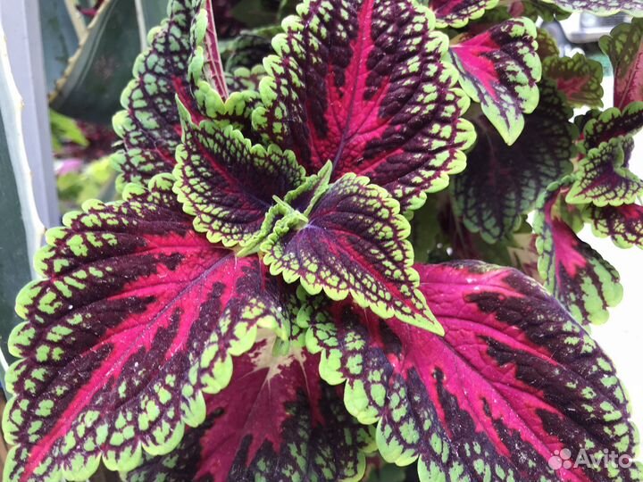 Колеусы укорененные, разных расцветок