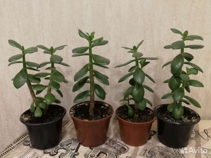 Денежное дерево (толстянка)