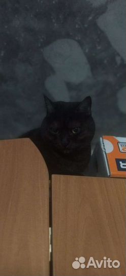 Передержка домашних животных