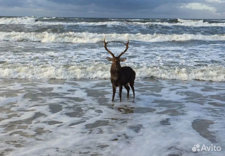 Куршская Коса экскурсия индивидуальные поездки
