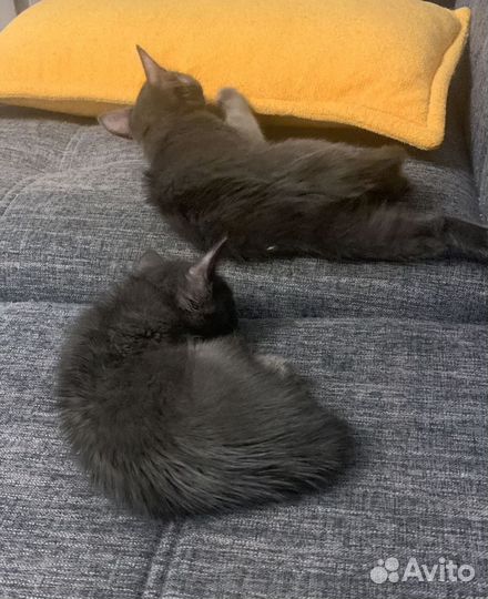 Кошка котенок цвет пепла