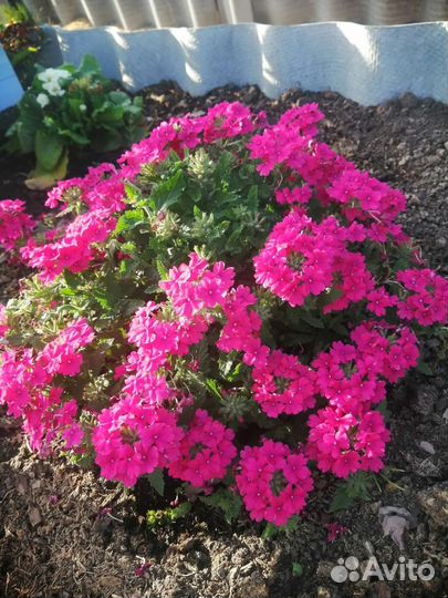 Вербена вегетативная