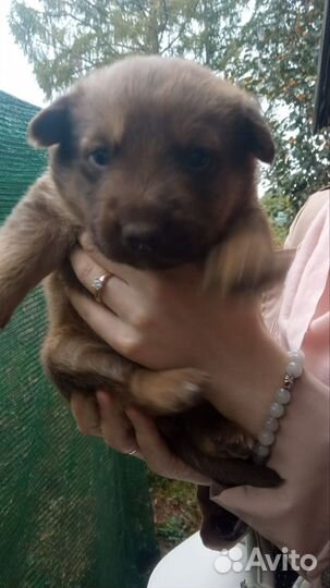 Собака в добрые руки отдам бесплатно