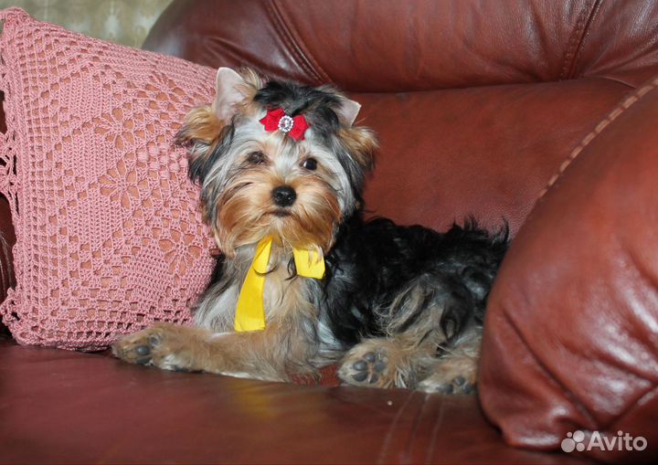 Йоркширский терьер