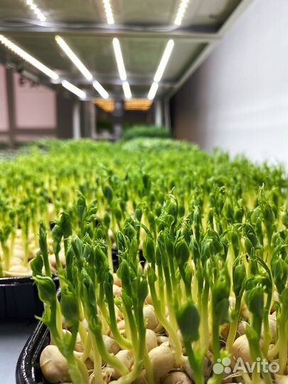 Микрозелень