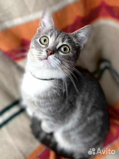 Ласковая котенок девочка ищет хозяев