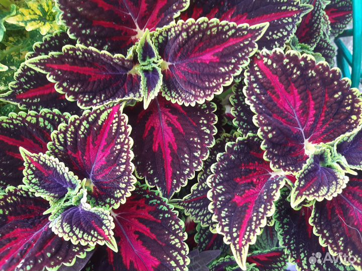 Колеусы вегетативные