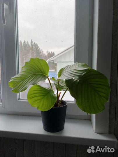 Комнатные цветы взрослые