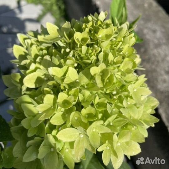 Гортензия Bee Green