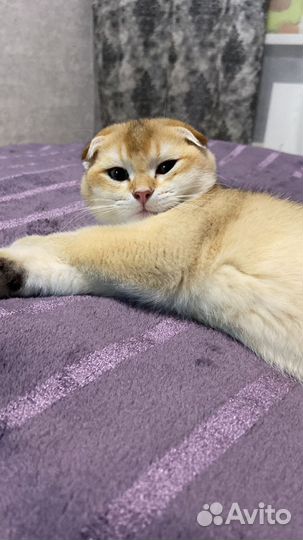 Шотландский вислоухий кот