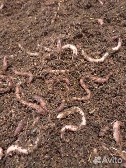 Черви дендробена