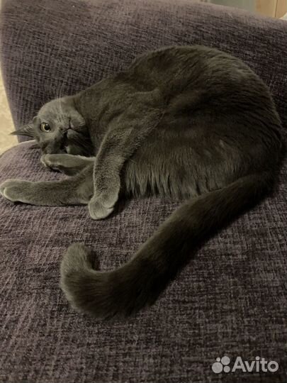 Ветеринарный врач на дом