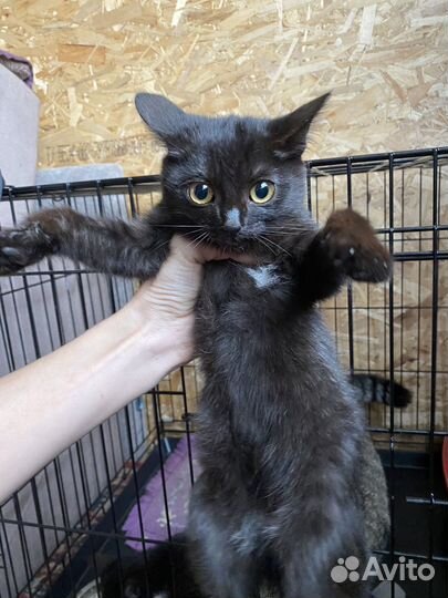 Котята бесплатно