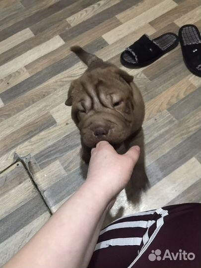 Шарпей щенок