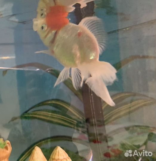 Золотая рыбка оранда