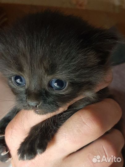 Кошка в дар