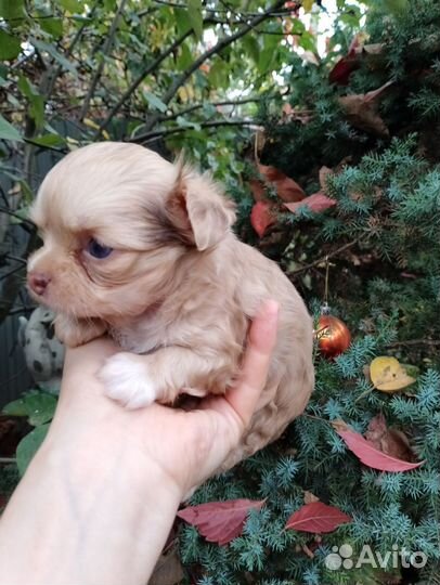 Девочка мерле