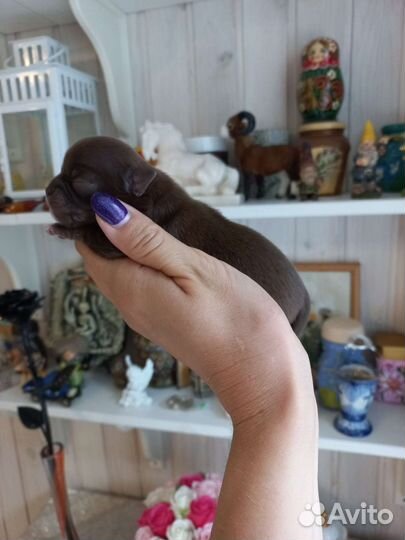 Грильяж в шоколаде