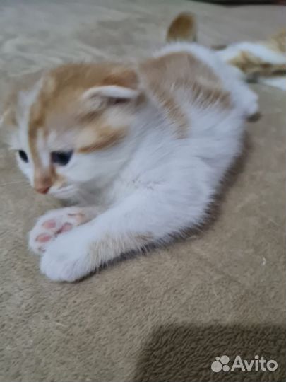 Котик и кошечка