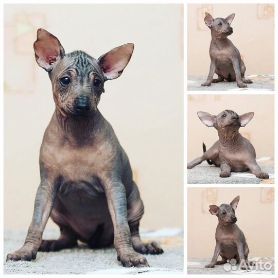 Ксолоитцкуинтли Шарлотта