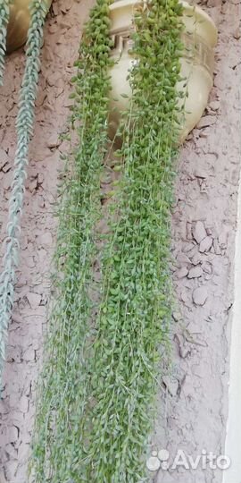 Кактус крестовник роули