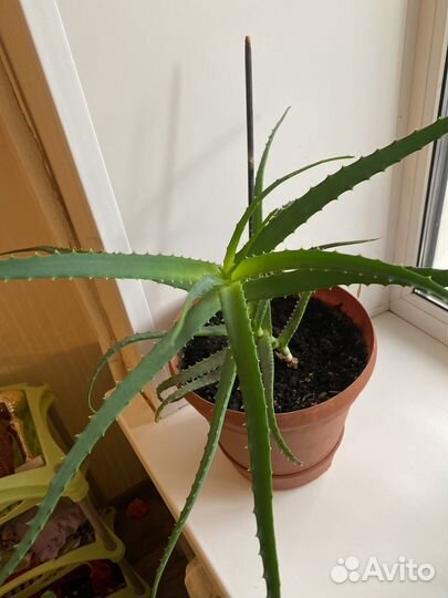 Алоэ вера 55 см в горшке (не детки)