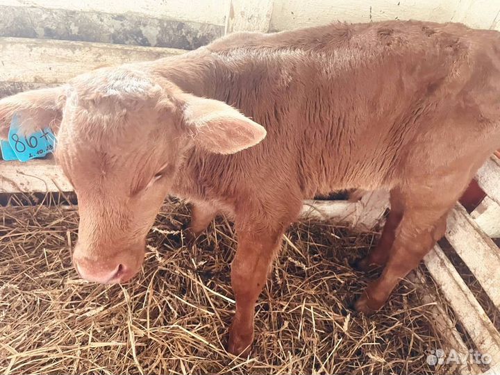 Телята бычки телки быстрая доставка