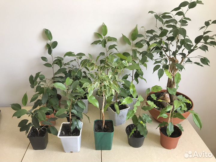 Фикус Бенджамина