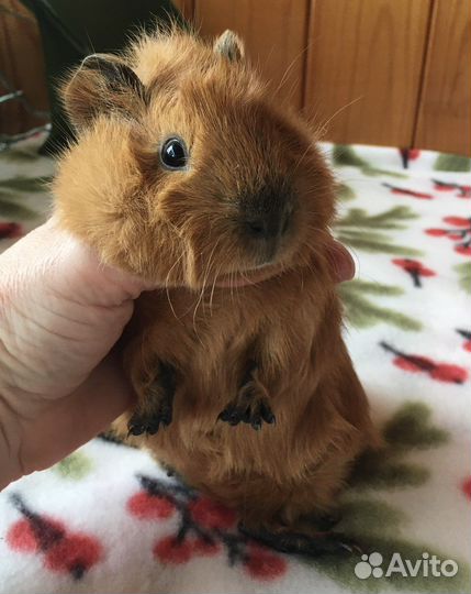 Морские свинки. Доставка по РФ