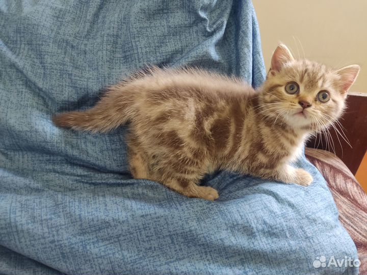 Шотландское разнообразие