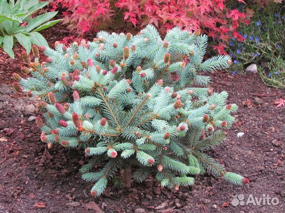 Ели, сосны коллекция. сезон 2024