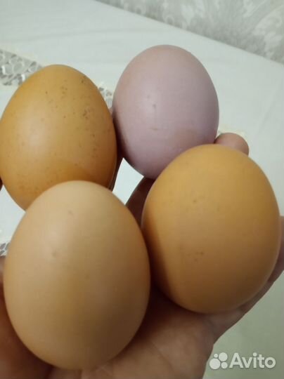 Домашние куриные яйца