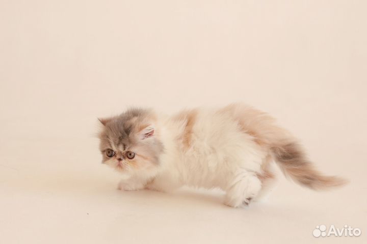 Персидская кошечка