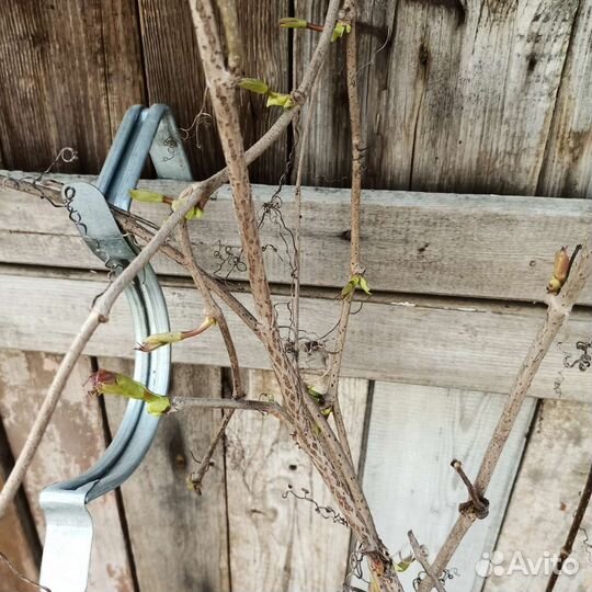 Девичий виноград