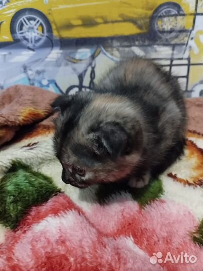 Вислоухие котята в добрые руки