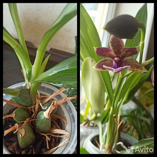 Орхидея зигопеталум