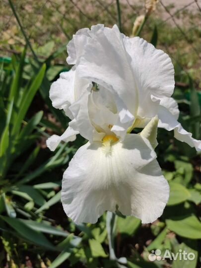 Ирисы бородатые