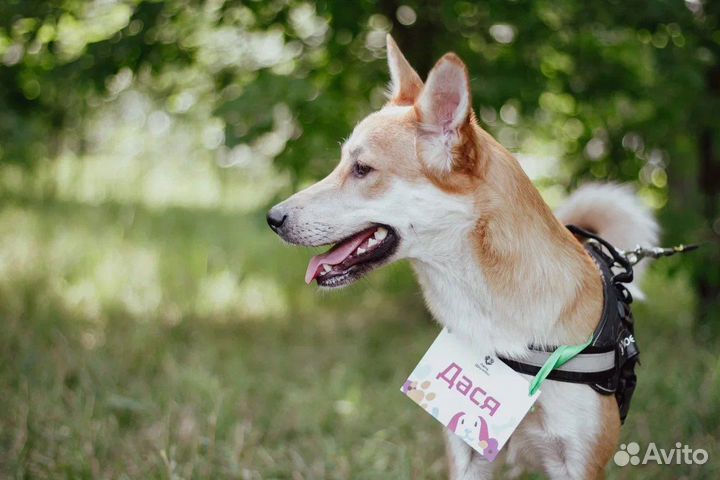 Собака в добрые руки