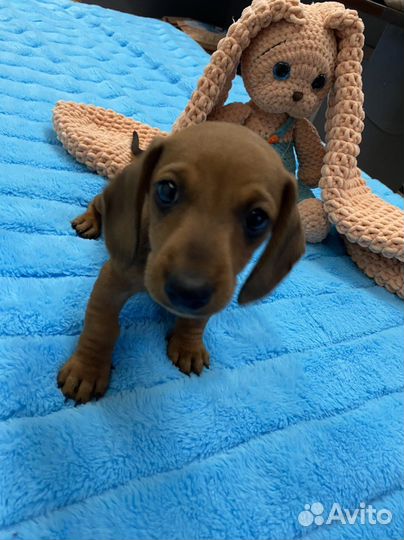 Щенки мини таксы