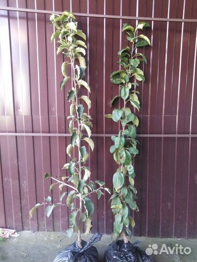 Саженцы яблонь