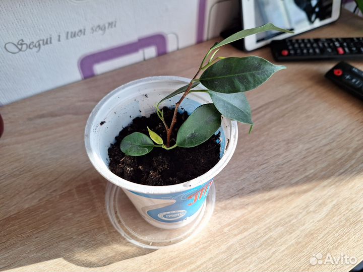 Фикус бенджамина