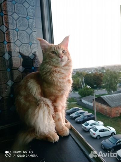 Котенок мейкун мальчик