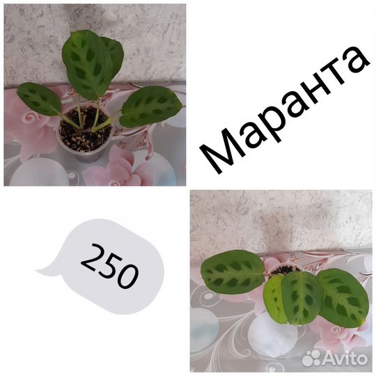 Комнатные цветы