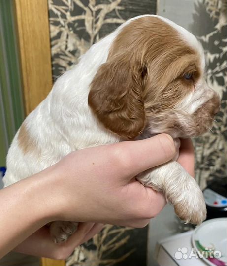 Щенки русского спаниеля