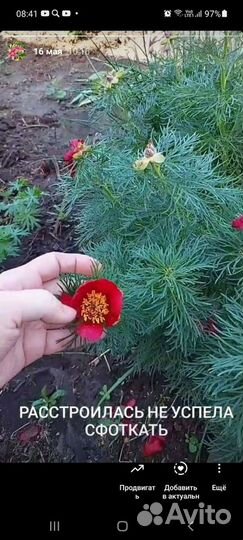 Пион марьин корень